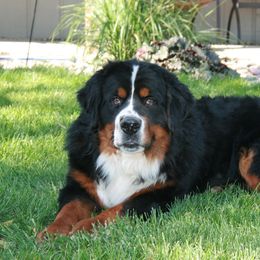Bernese Mountain Dogs from de Wit Family Bernese