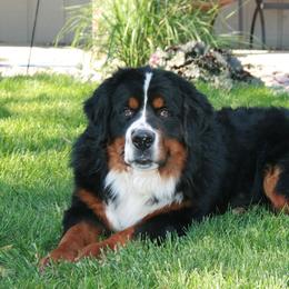 Bernese Mountain Dogs from de Wit Family Bernese