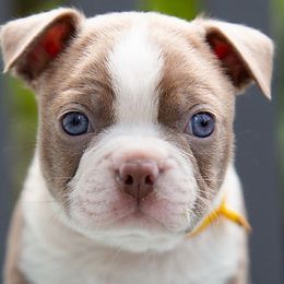 Boston Terriers from Palmer Pups
