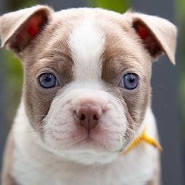 Boston Terriers from Palmer Pups