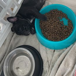 French Bulldog Puppies from Luna and London’s Puppies