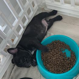 French Bulldog Puppies from Luna and London’s Puppies
