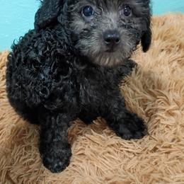 Divine - Black female Poodle puppy in Neosho, Missouri from Star Light Pups
