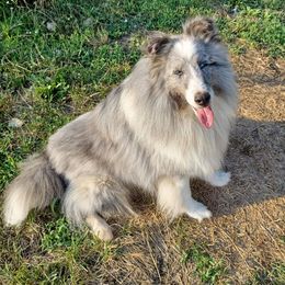 Patches - Shetland Sheepdog
