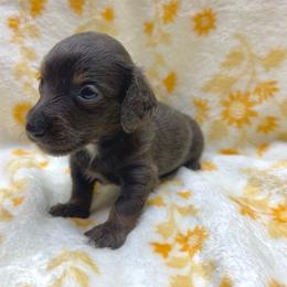 Ivy Blue-Tan - Blue and tan female Dachshund puppy in Tecumseh, Oklahoma from MoonBerry Miniature Dachshunds