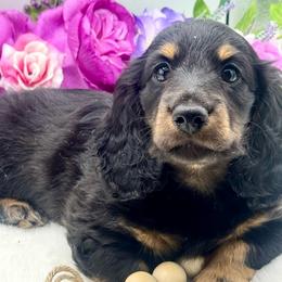 Farron - Cream male Dachshund puppy in Exeter, California from Sawtooth Miniature Dachshunds