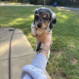 Chip - Piebald male Dachshund puppy in Rusk, Texas from S&C Doxies