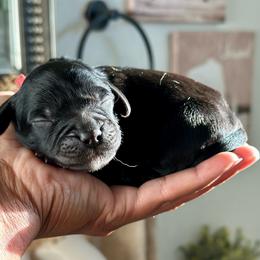 Red Collar - Black male Cavapoo puppy in Palm Beach County, Florida from Benji’s Cockapoos