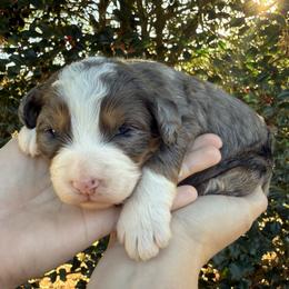 Girl 1 - Blue merle female Bernedoodle puppy in Ashland, Kentucky from Still Waters Farm