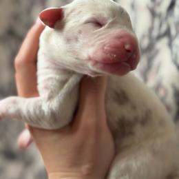 Blossom - Silver female Great Dane puppy in Grand Blanc, Michigan from Green’s Great Danes