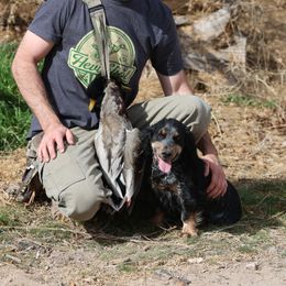 Trix - English Cocker Spaniel