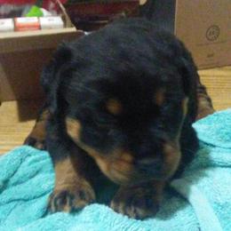 Rottweiler Puppies from Gregory Mulkey's Rottweilers