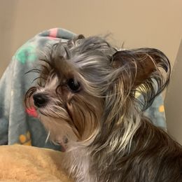 Honey - Yorkshire Terrier