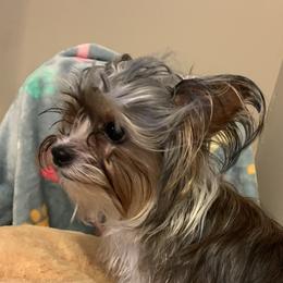 Honey - Yorkshire Terrier