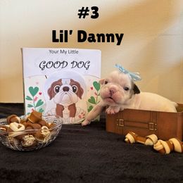 Lil' Danny - White male Bulldog puppy in Tremonton, Utah from Snuggle Pups