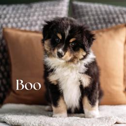 BOO - Black tri female Miniature American Shepherd puppy in Puyallup, Washington from FERGI’S GEMINI MAS