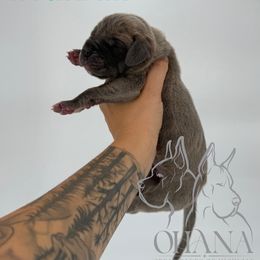 Ingram - Blue brindle male Great Dane puppy in Michigan from Ohana Great Danes of Michigan