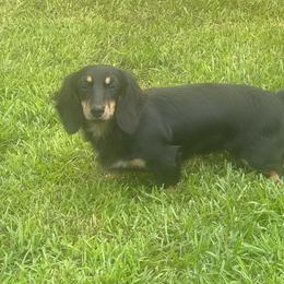 Bella - Dachshund