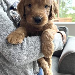 Goldendoodle Puppies from Doodifuldoods