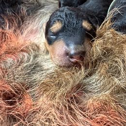 Airedale Terrier Puppies from Mystic’s Airedales
