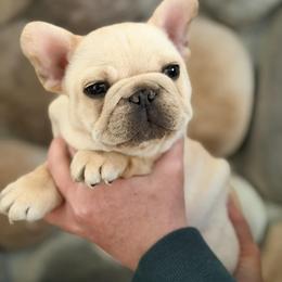 Simon - Cream male French Bulldog puppy in New Hampton, New Hampshire from Kismet French Bulldogs