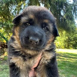 Pink Flower Princess - Black and tan female German Shepherd puppy in Bonney Lake, Washington from German Shepherds Von Washington