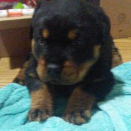 Rottweiler Puppies from Gregory Mulkey's Rottweilers