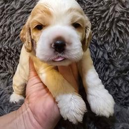 Captain - Red and white male Cocker Spaniel puppy in Florence, South Carolina from Reddick's American Cocker Spaniels