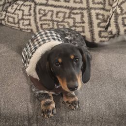 Dachshunds from Russell Farms Dachshund