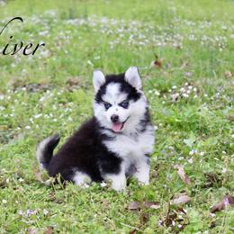 Shiver - Black and white male Pomsky puppy in Murfreesboro, Tennessee from Middle Tennessee Pomskies