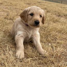 Bella - Golden female Golden Retriever puppy in Wellington, Colorado from High Country Golden Retrievers