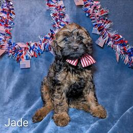 Jade - Brown and tan female Cockapoo puppy in Sunset, Louisiana from Cano Cockapoos