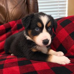 Selene - Black tri female Miniature Australian Shepherd puppy in Luling, Texas from Little Wood Toy and Mini Aussies