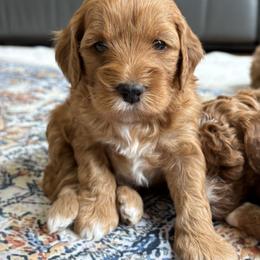 Moana - Apricot female Goldendoodle puppy in Berlin, Ohio from Doodle Babys