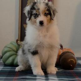 Girl 3 - Blue merle female Australian Shepherd puppy in Anthony, Florida from Calypso Australian Shepherds and Chow Chows