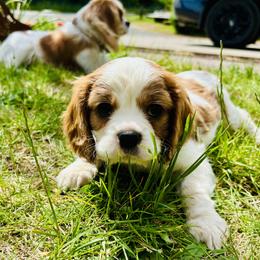 Boy 1 - Cavalier King Charles Spaniel puppy from DD’s Adorable Cavaliers