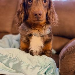 George - Dapple male Dachshund puppy in Robesonia, Pennsylvania from Happily Ever After’s Puppies