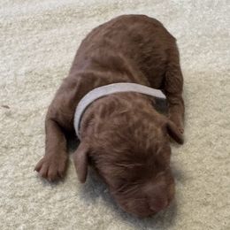 Duke - Red male Cockapoo puppy in Sheridan, Missouri from Shepherdsfold’s Cockapoos