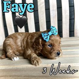 Faye - Red female Cavapoo puppy in Runaway Bay, Texas from Green Ranch Doodles