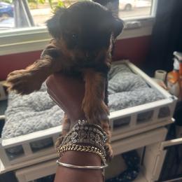 Pebbles - Gold female Yorkshire Terrier puppy in Philadelphia, Pennsylvania from Maxx & Milan