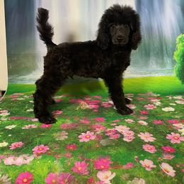 Denver - Blue male Poodle puppy in Gainesville Ocala, Florida from Curly Que Standard Poodles and Havanese