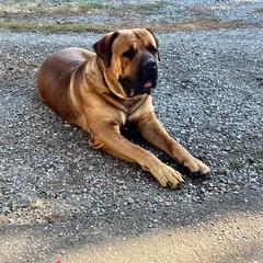 Boerboel All Grown Up from Cascade Boerboels
