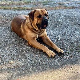 Boerboel All Grown Up from Cascade Boerboels