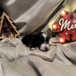 Belle - Parti female Yorkshire Terrier puppy in Goode, Virginia from Glass Hill Yorkies