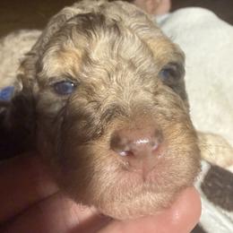 Latte mini bernedoodle-Guardian opportunity - Chocolate merle female Bernedoodle puppy in Pittsburg, Illinois from Doodles on Rock Creek