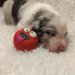 Australian Shepherd Puppies from Firelight Australian Shepherds