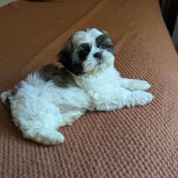 Gregg - Tricolor male Shih Tzu puppy in Clyde, North Carolina from Shawgo Pups