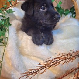 German Shepherd Puppies from Vicki Rohr