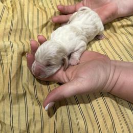 Annie - Lemon and white female Basset Hound puppy in Ringling, Oklahoma from BnL Bassets