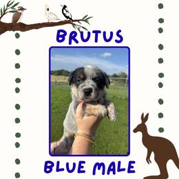 Brutus - Blue male Australian Cattle Dog puppy in Quapaw, Oklahoma from Hudsons Australian Cattle Dogs